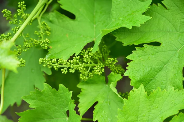 Nahaufnahme Einer Grünen Pflanze Die Frühlingsgarten Wächst — Stockfoto