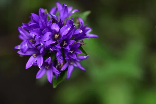 Tarjous Violetti Kukkia Kasvaa Puutarhassa — kuvapankkivalokuva