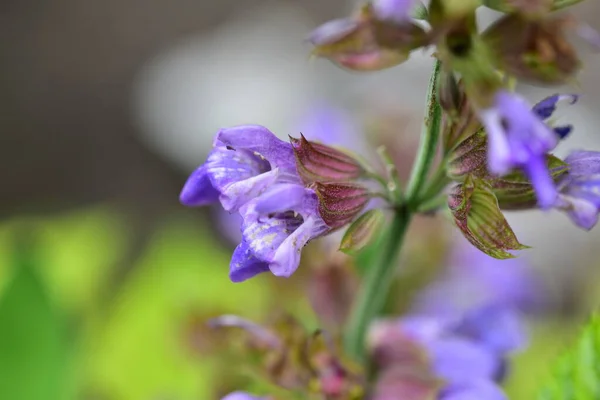 Ömma Lila Blommor Som Växer Trädgården — Stockfoto