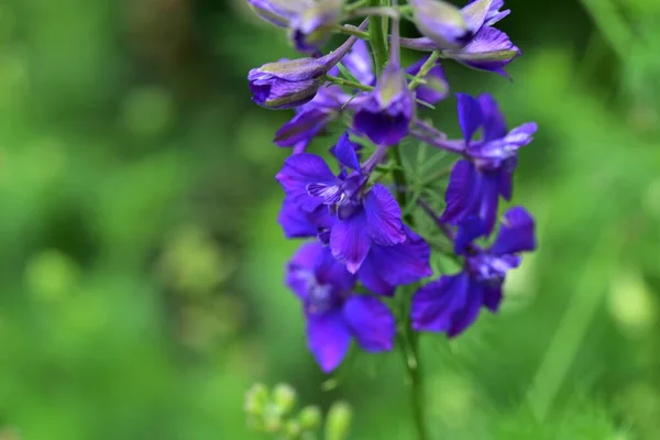 Ніжні Фіолетові Квіти Ростуть Саду — стокове фото