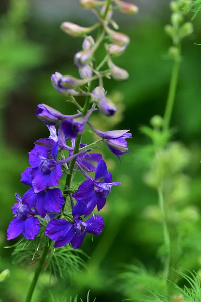 Ömma Lila Blommor Som Växer Trädgården — Stockfoto