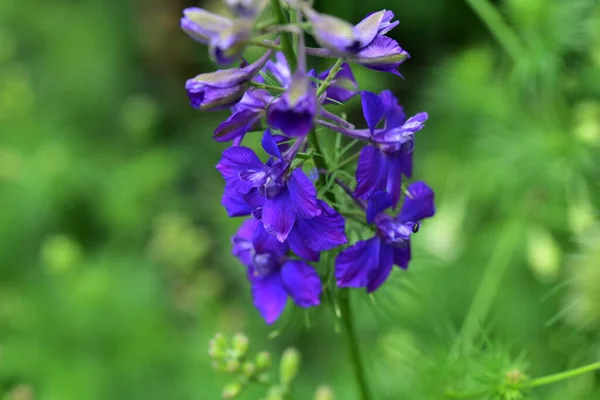 Tender Purple Flowers Growing Garden — Stock Photo, Image