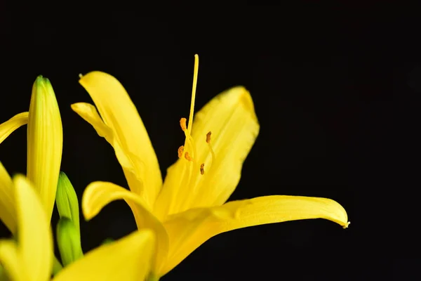 Geweldige Gele Bloemen Glose View — Stockfoto