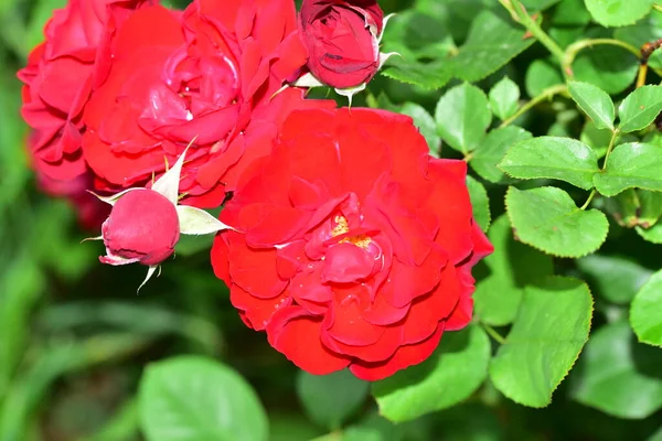 Червоні Троянди Ростуть Саду Крупним Планом — стокове фото