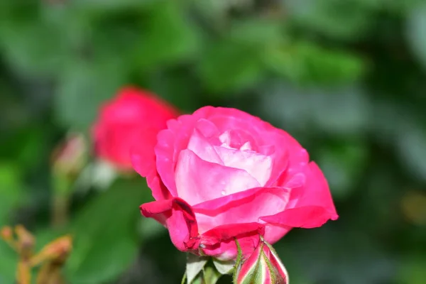 Ανθισμένα Ροζ Λουλούδια Που Μεγαλώνουν Στον Κήπο — Φωτογραφία Αρχείου