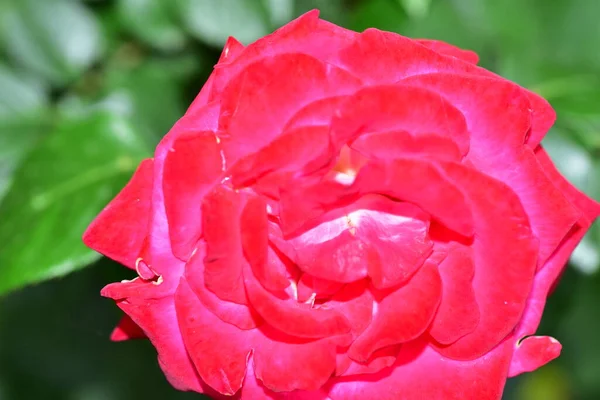 Цветущие Розовые Цветы Растущие Саду — стоковое фото