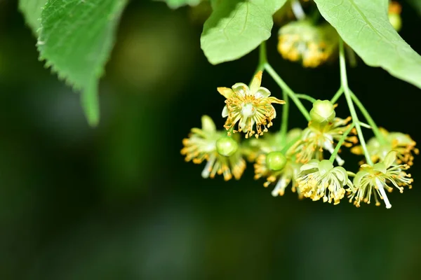 Close Shot Green Blossom Garden — Stockfoto
