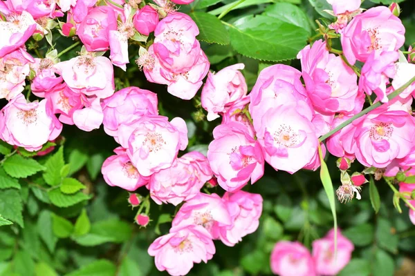 Bahçede büyüyen pembe çiçekler.