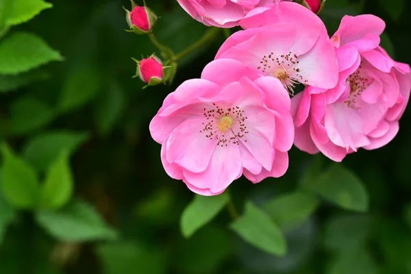 Kwitnące Różowe Kwiaty Rosnące Ogrodzie — Zdjęcie stockowe