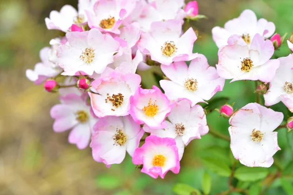 Όμορφα Ροζ Λουλούδια Που Αυξάνεται Στον Κήπο — Φωτογραφία Αρχείου