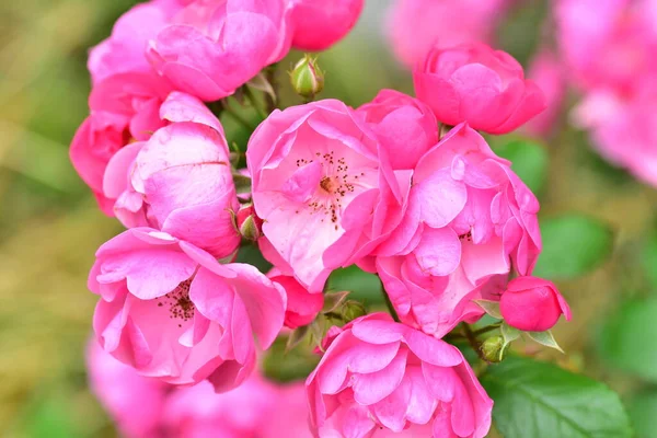 Kwitnące Różowe Kwiaty Rosnące Ogrodzie — Zdjęcie stockowe