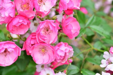 Bahçede büyüyen pembe çiçekler.