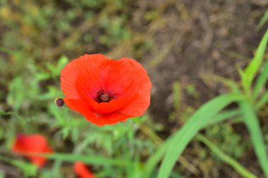 Yazın çayırda güzel kırmızı gelincik çiçekleri