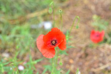Yazın çayırda güzel kırmızı gelincik çiçekleri