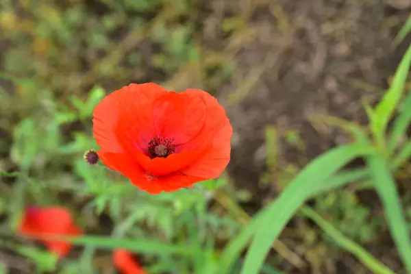 Mooie Rode Papaver Bloemen Weide Zomer — Stockfoto