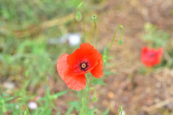 Gyönyörű Piros Mák Virágok Réten Nyáron — Stock Fotó