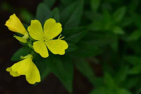 Yellow Flowers Growing Garden — Stock Photo, Image