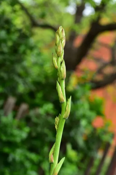 春の庭で育つ緑の植物の終わり — ストック写真