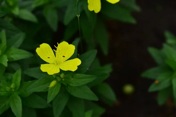 Yellow Flowers Growing Garden — Stock Photo, Image