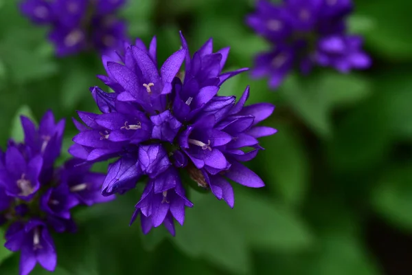 Bahçede Yetişen Narin Mor Çiçekler — Stok fotoğraf