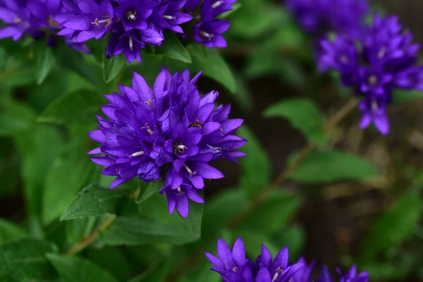 庭で育つ柔らかい紫色の花 — ストック写真