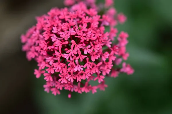 Blühende Rosa Blüten Garten — Stockfoto