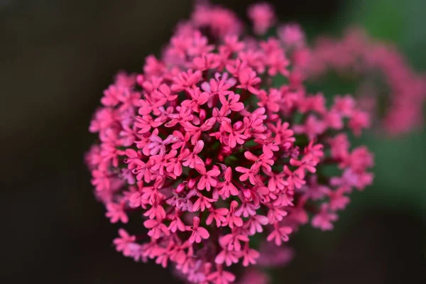 Bloeiende Roze Bloemen Groeien Tuin — Stockfoto