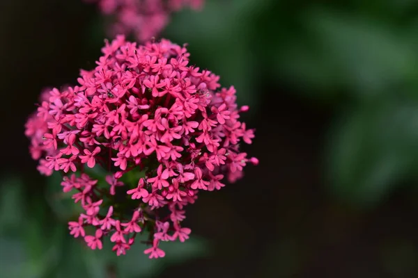 Bahçede Büyüyen Pembe Çiçekler — Stok fotoğraf