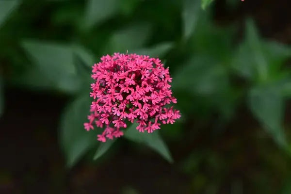 庭でピンクの花を咲かせ — ストック写真