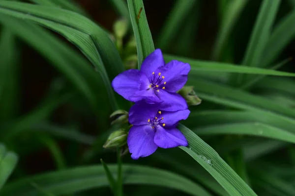 花园里长着娇嫩的紫色花朵 — 图库照片