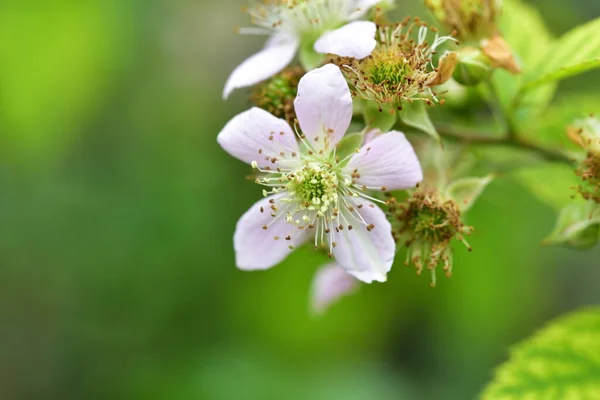 Närbild Vackra Vita Blommande Blommor — Stockfoto