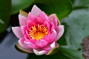 Gölette güzel pembe nilüfer çiçeği, yakın görüş.