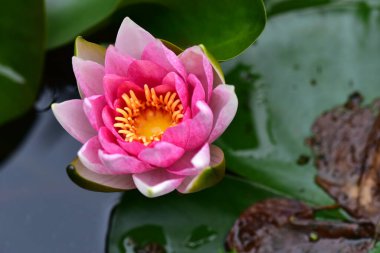 Gölette güzel pembe nilüfer çiçeği, yakın görüş.