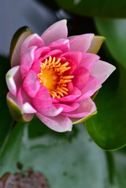 Gölette güzel pembe nilüfer çiçeği, yakın görüş.