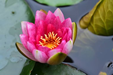 Gölette güzel pembe nilüfer çiçeği, yakın görüş.