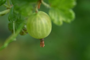 Bahçedeki dal yeşil Bektaşi