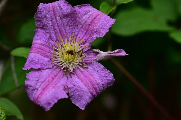 庭で育つ柔らかい紫色の花 — ストック写真