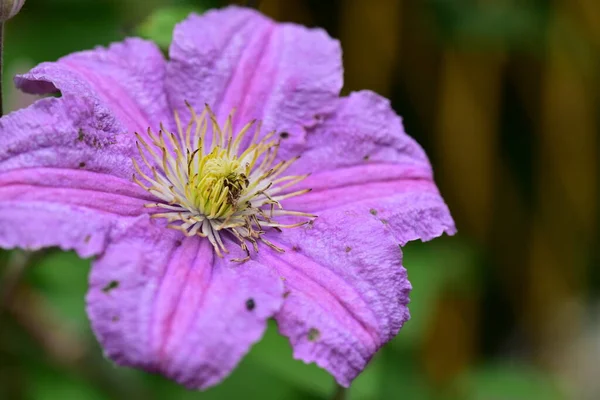 Нежные Фиолетовые Цветы Растут Саду — стоковое фото
