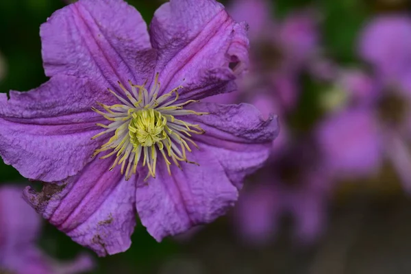 Zarte Lila Blüten Wachsen Garten — Stockfoto