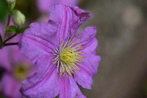 Tiernas Flores Moradas Que Crecen Jardín — Foto de Stock