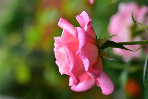 Gyönyörű Rózsa Virág Kertben — Stock Fotó