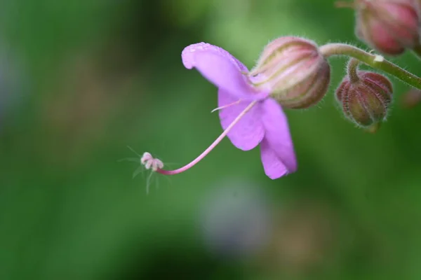 花园里长着娇嫩的紫色花朵 — 图库照片