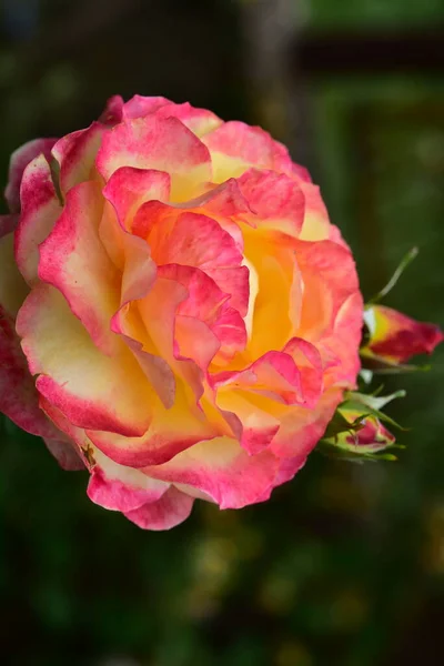 Vacker Ros Blomma Växer Trädgården — Stockfoto