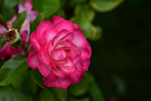 Bella Rosa Fiore Che Cresce Giardino — Foto Stock