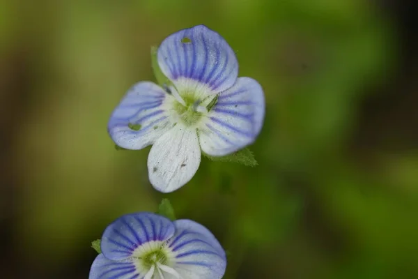 Close Dari Bunga Biru Yang Indah Konsep Musim Panas — Stok Foto