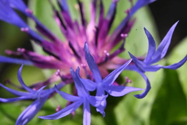 Tedere Paarse Bloemen Groeien Tuin — Stockfoto