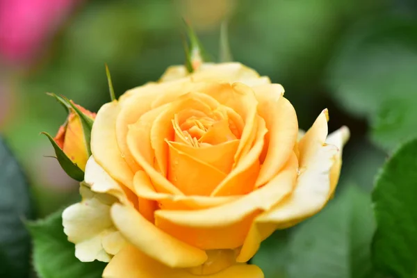 Belle Rose Tendre Jaune Dans Jardin — Photo