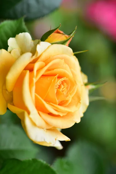 Schöne Gelbe Tendre Rose Garten — Stockfoto