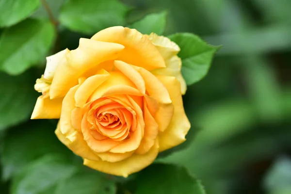 Hermoso Tendre Amarillo Rosa Jardín —  Fotos de Stock