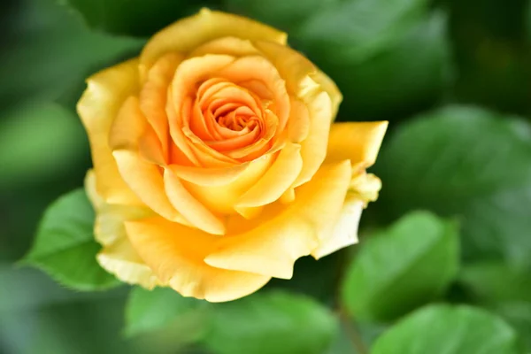 Bela Rosa Tendão Amarelo Jardim — Fotografia de Stock